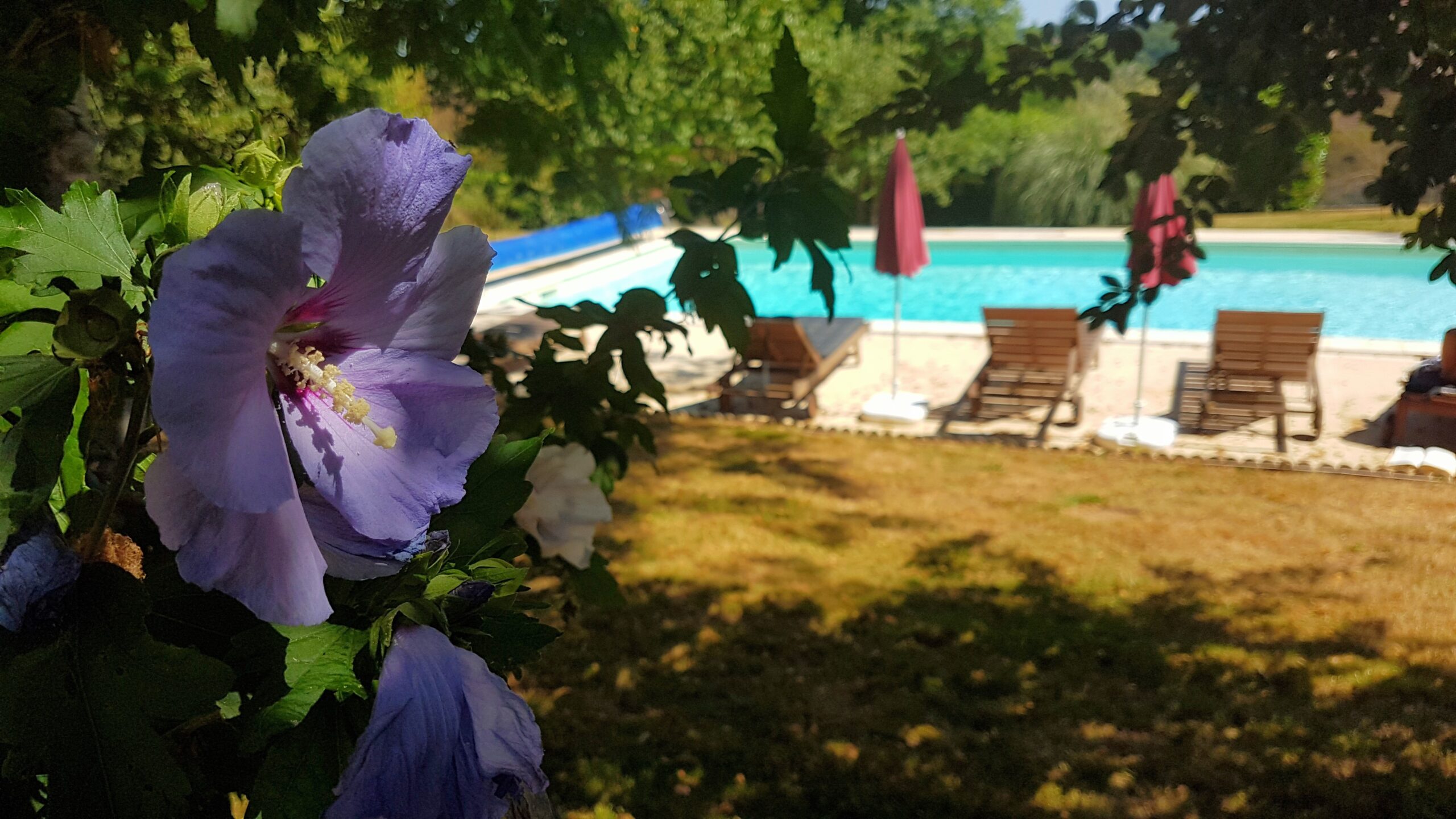 Hibiscus flower in foreground and swimming pool in the background